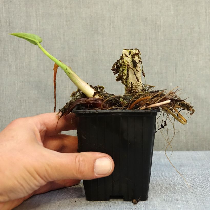 Esimerkki syksyllä toimitetusta Peltandra virginica 8/9 cm taimiruukku-taimesta