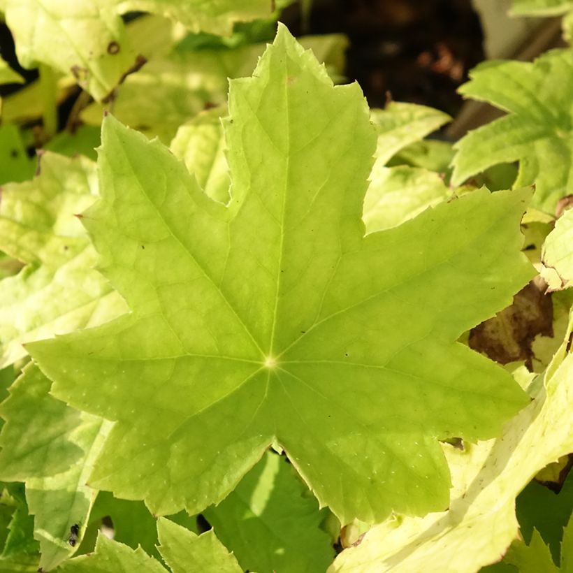 Peltoboykinia watanabei (Lehvistö)