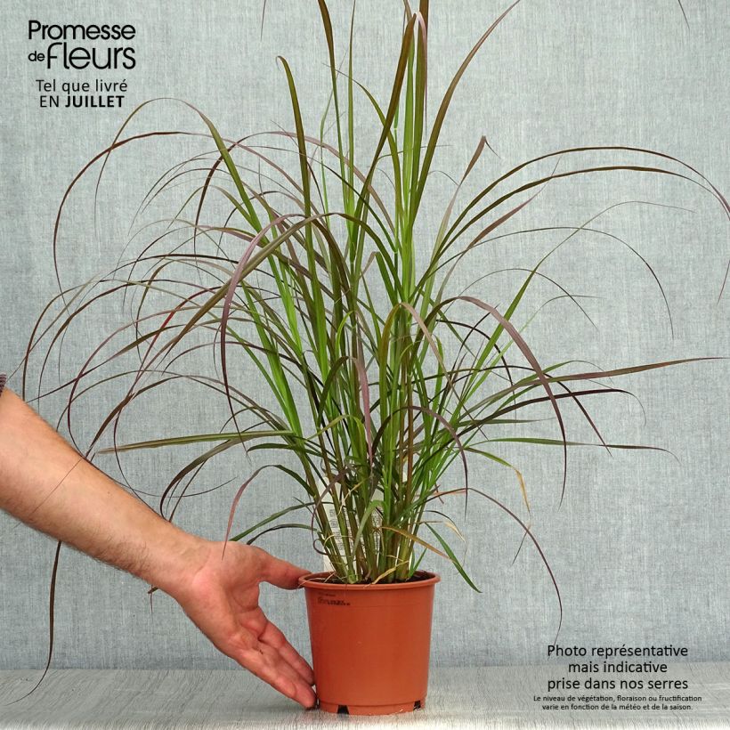 Example of Arabiansulkahirssi Rubrum Pot de 1L/1,5L as you get in ete