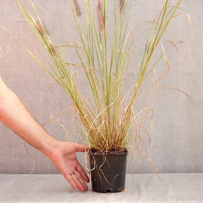 Esimerkki kesällä toimitetusta Koristesulkahirssi f. viridescens Ruukku 2L / 3L-taimesta