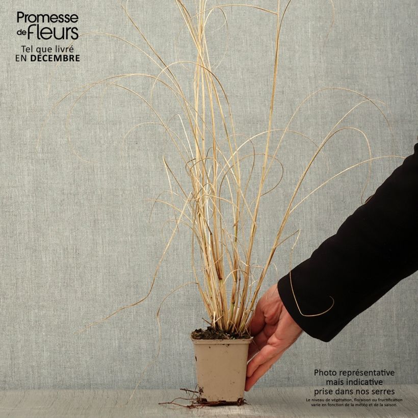 Esimerkki syksyllä toimitetusta Koristesulkahirssi Herbstzauber 8/9 cm taimiruukku-taimesta