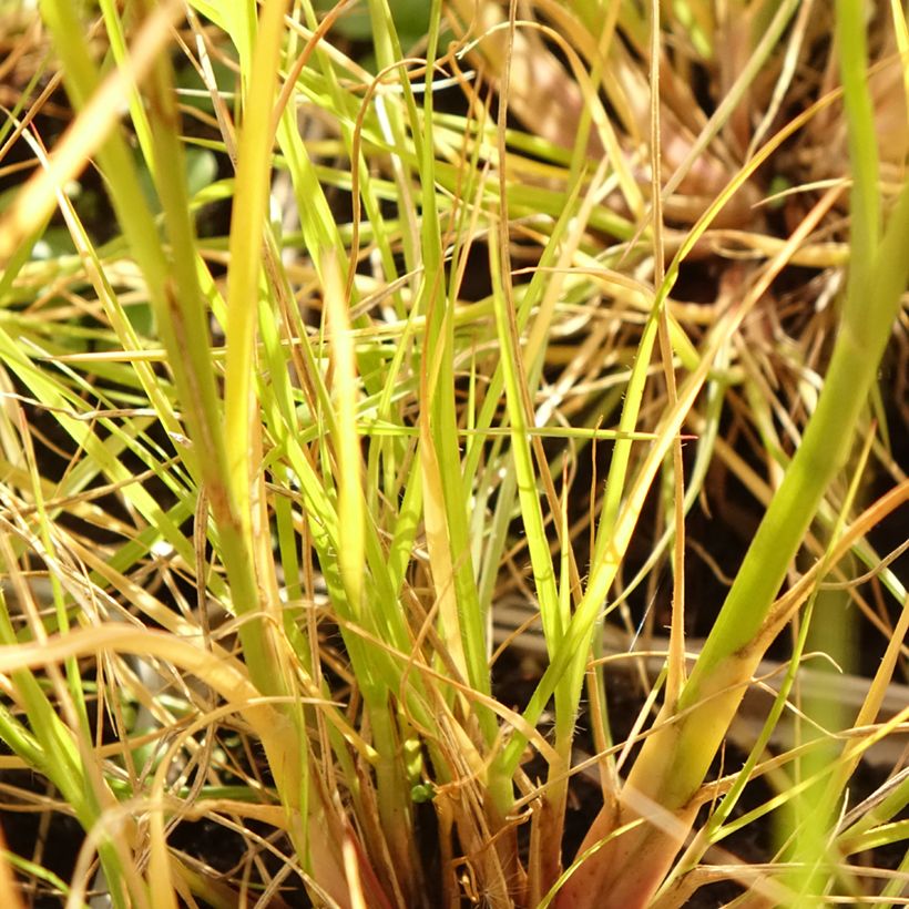 Koristesulkahirssi Japonicum (Lehvistö)