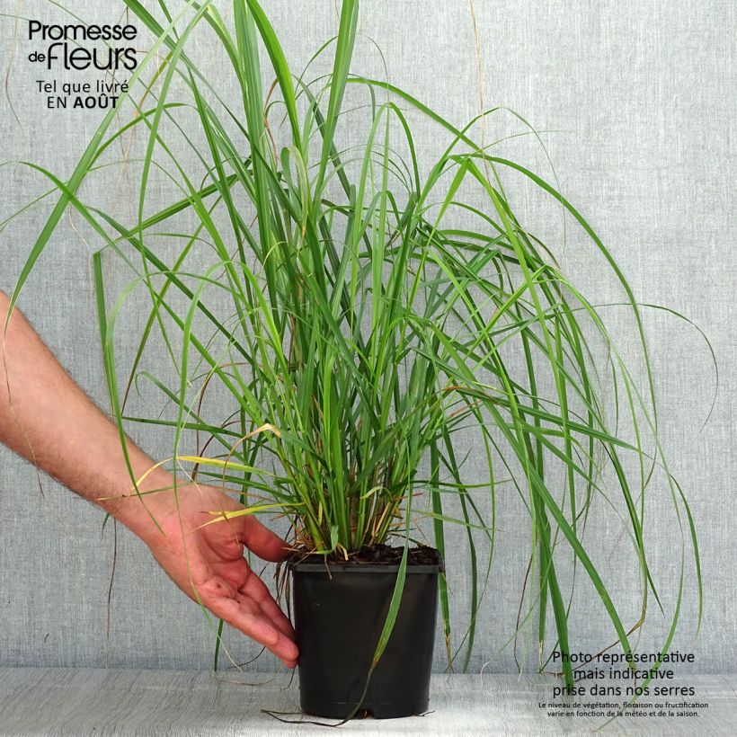 Esimerkki kesällä toimitetusta Koristesulkahirssi Japonicum Pot de 2L/3L-taimesta
