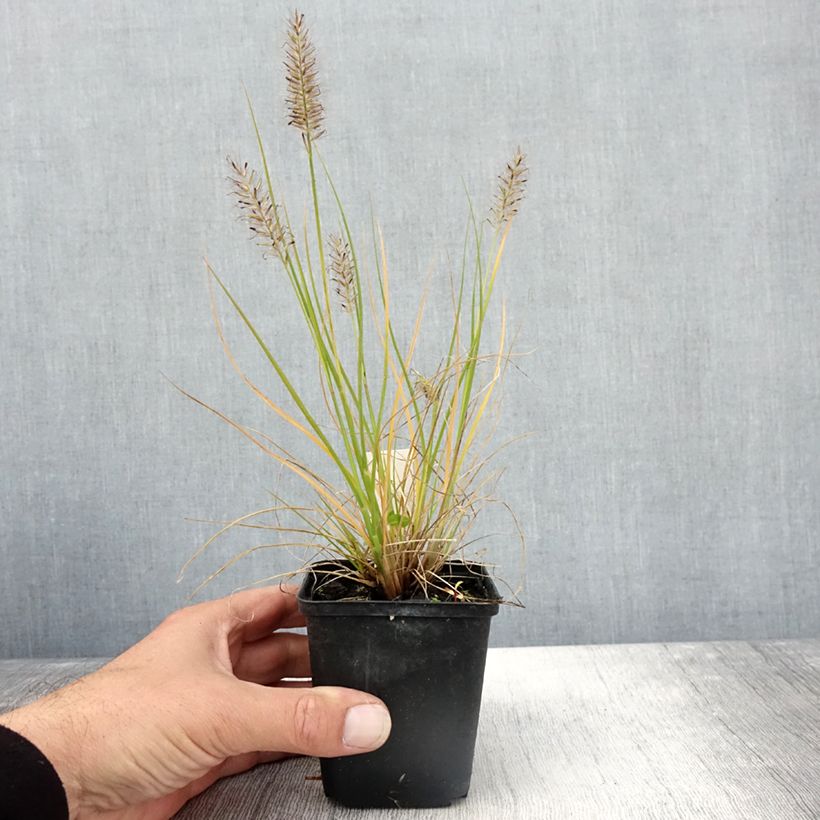 Esimerkki syksyllä toimitetusta Pennisetum alopecuroides Lumen Gold - Herbe aux écouvillons Godet de 8/9 cm-taimesta