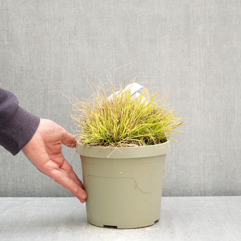 Esimerkki keväällä toimitetusta Koristesulkahirssi Lumen Gold Pot de 3L/4L-taimesta