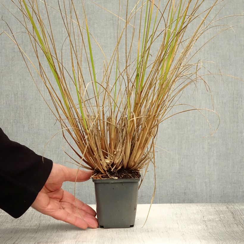 Esimerkki syksyllä toimitetusta Koristesulkahirssi Magic 8/9 cm taimiruukku-taimesta