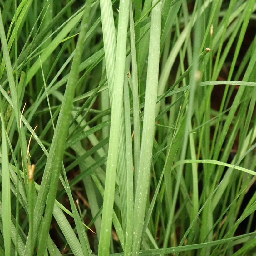 Koristesulkahirssi Moudry (Lehvistö)