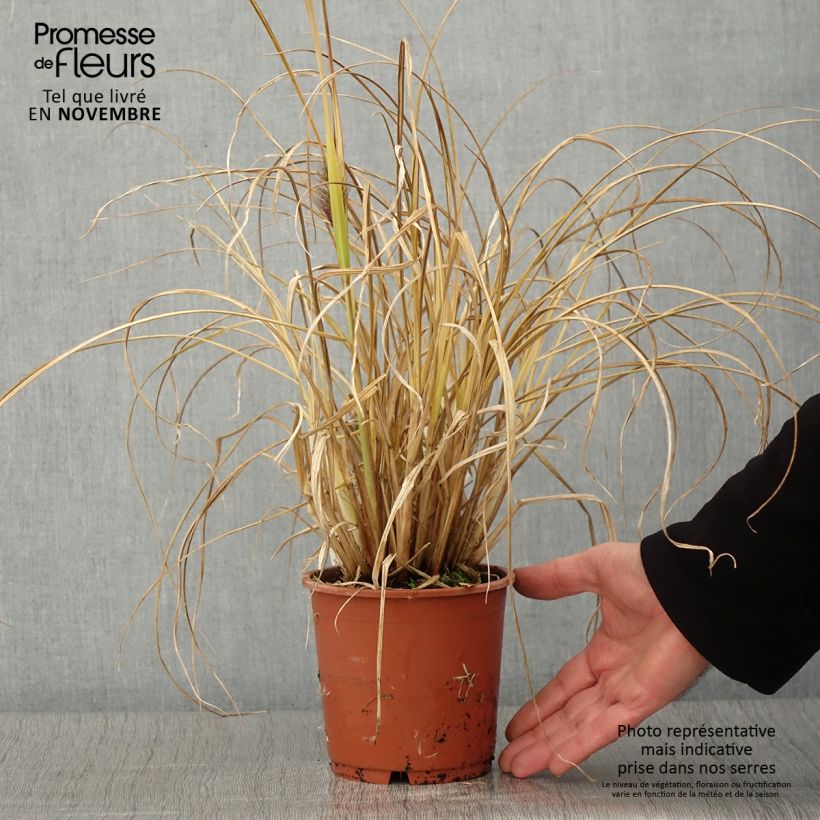 Esimerkki syksyllä toimitetusta Pennisetum alopecuroides National Arboretum - Herbe aux écouvillons pourpres Pot de 1L/1,5L-taimesta