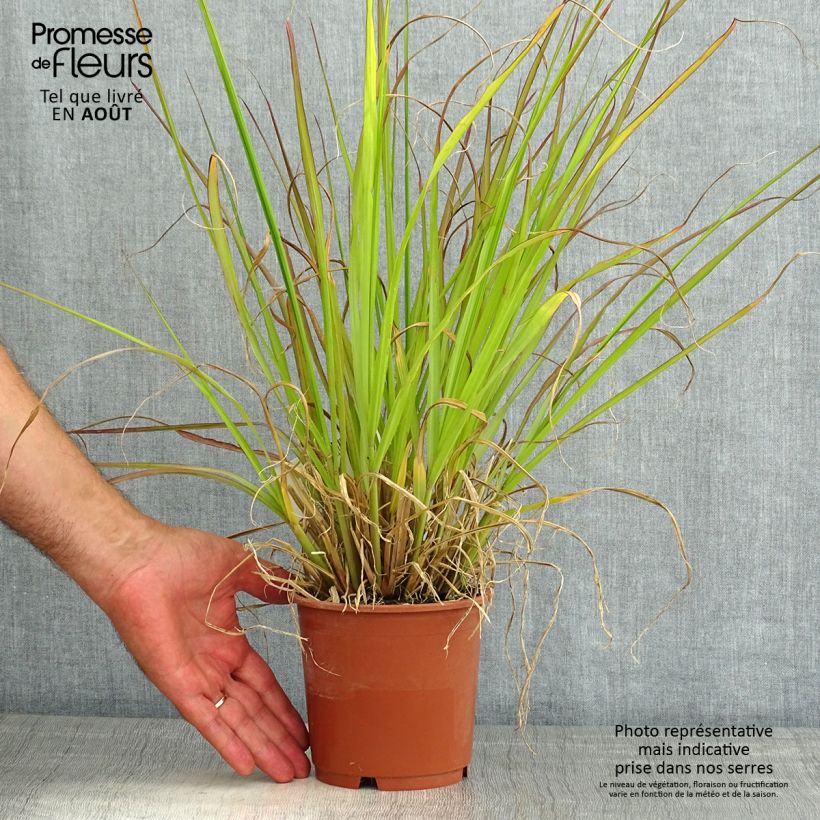 Esimerkki kesällä toimitetusta Koristesulkahirssi National Arboretum Pot de 1L/1,5L-taimesta