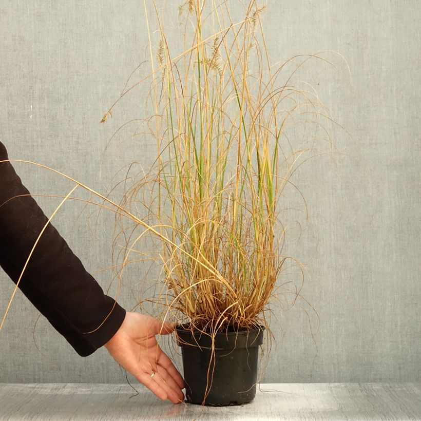 Esimerkki syksyllä toimitetusta Pennisetum alopecuroides National Arboretum - Herbe aux écouvillons pourpres Pot de 3L/4L-taimesta