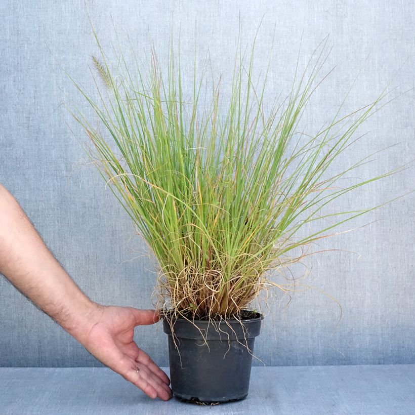 Esimerkki kesällä toimitetusta Koristesulkahirssi National Arboretum Pot de 3L/4L-taimesta