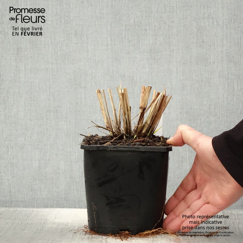 Esimerkki talvella toimitetusta Pennisetum alopecuroides Red Head - Herbe aux écouvillons Pot de 2L/3L-taimesta