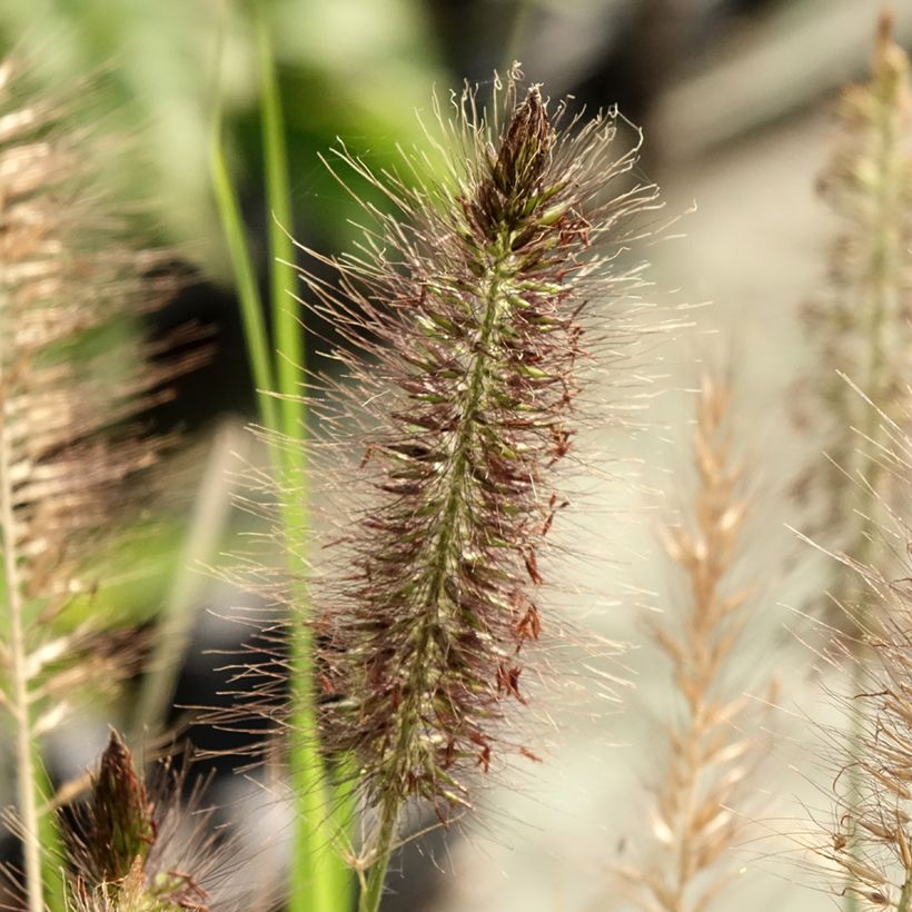 Koristesulkahirssi Red Head (Kukinta)