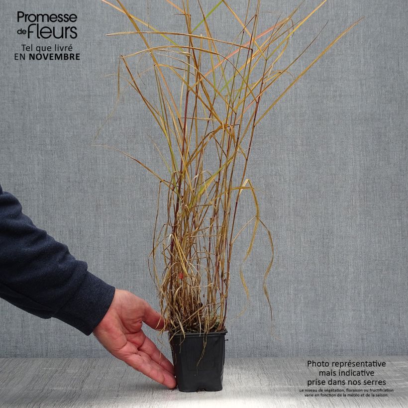 Esimerkki syksyllä toimitetusta Sulkahirssi - Pennisetum incomptum 8/9 cm taimiruukku-taimesta