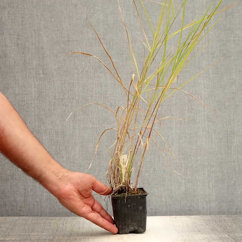 Esimerkki kesällä toimitetusta Sulkahirssi - Pennisetum incomptum Godet de 8/9 cm-taimesta