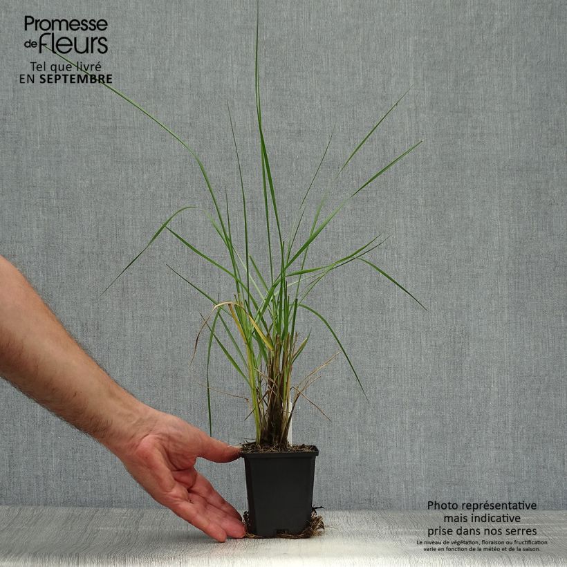 Esimerkki syksyllä toimitetusta Sulkahirssi - Pennisetum macrourum 8/9 cm taimiruukku-taimesta