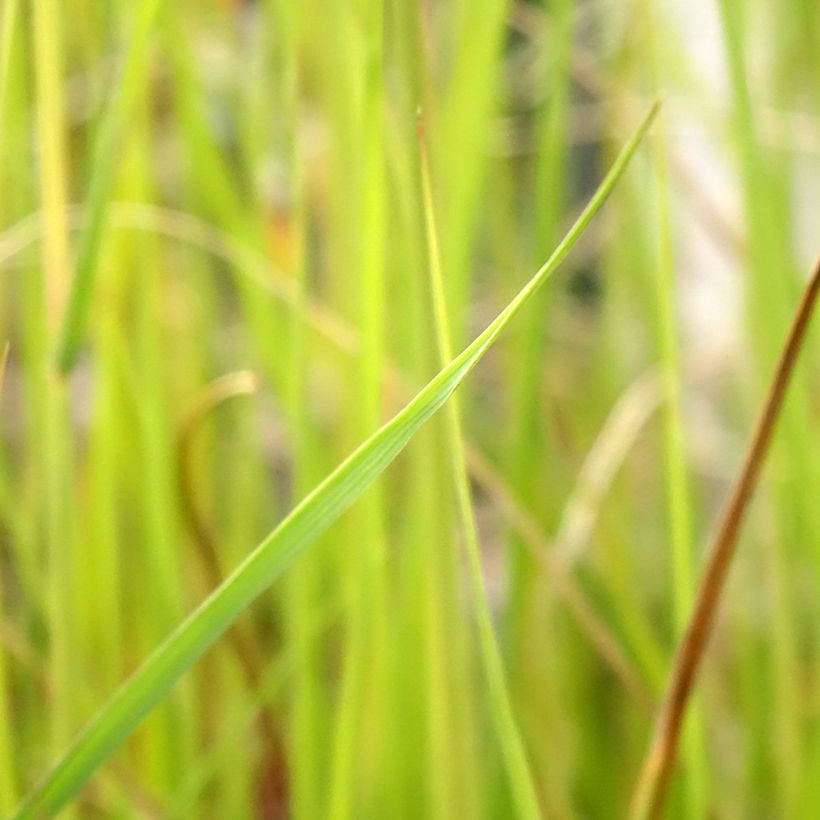 Sulkahirssi - Pennisetum macrourum (Foliage)