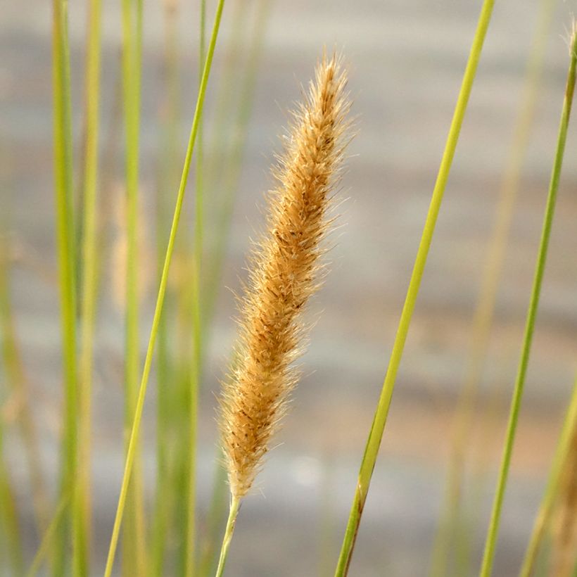Sulkahirssi - Pennisetum macrourum (Flowering)