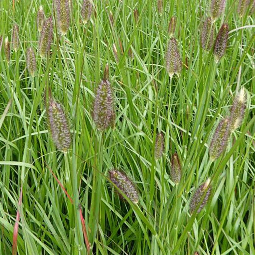 Sulkahirssi Red Bunny Tail (Kukinta)