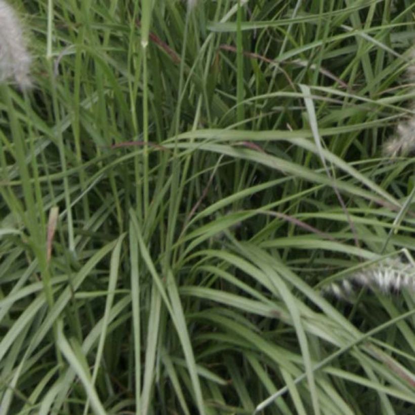 Idänsulkahirssi - Pennisetum orientale (Lehvistö)