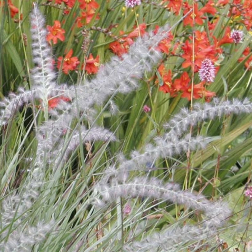 Idänsulkahirssi - Pennisetum orientale (Kukinta)