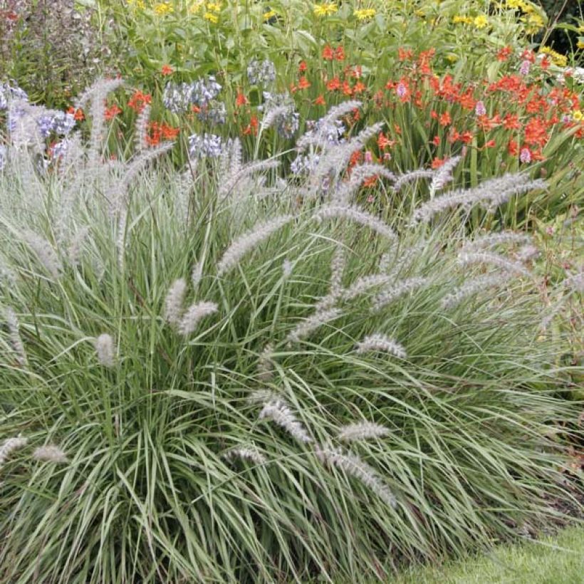 Idänsulkahirssi - Pennisetum orientale (Kasvutapa)