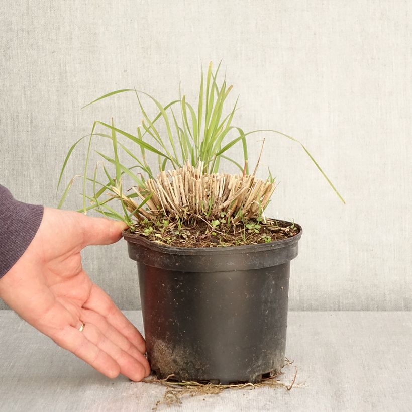 Esimerkki keväällä toimitetusta Idänsulkahirssi Fairy Tails Pot de 2L/3L-taimesta