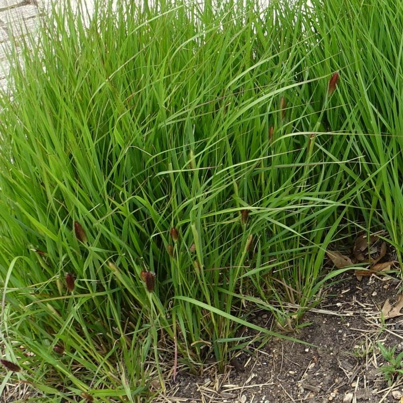 Sulkasulkahirssi - Pennisetum thunbergii (Kasvutapa)
