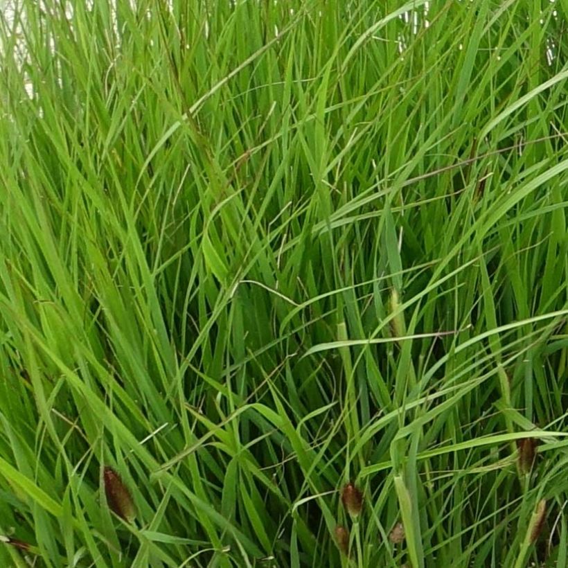 Sulkasulkahirssi - Pennisetum thunbergii (Lehvistö)