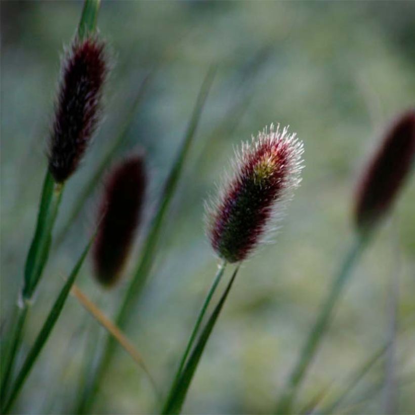 Sulkasulkahirssi - Pennisetum thunbergii (Kukinta)