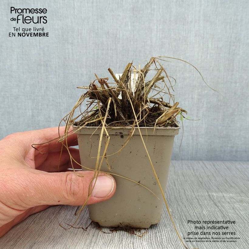 Esimerkki syksyllä toimitetusta Sulkasulkahirssi - Pennisetum thunbergii 8/9 cm taimiruukku-taimesta