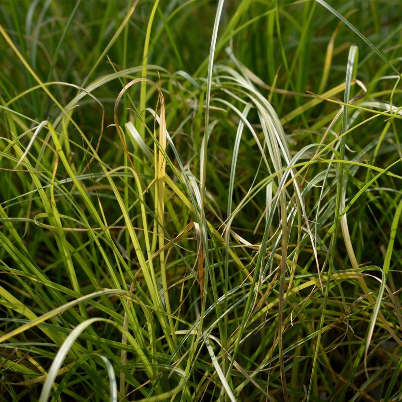 Untuvasulkahirssi - Pennisetum villosum (Lehvistö)