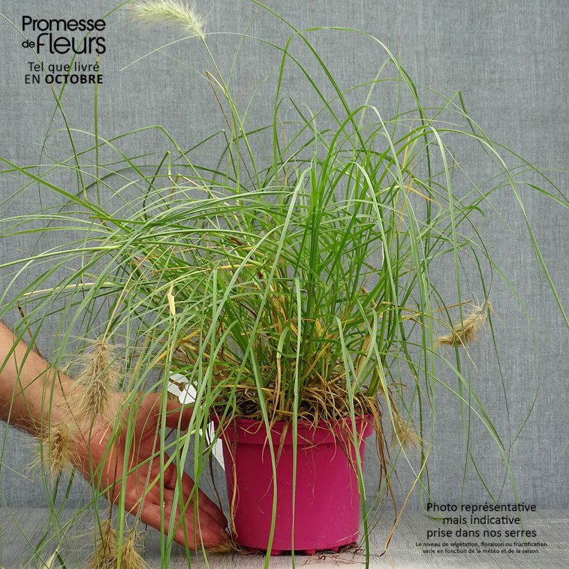 Esimerkki syksyllä toimitetusta Untuvasulkahirssi - Pennisetum villosum 2 litran/3 litran ruukku-taimesta
