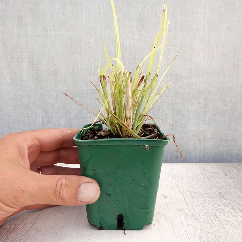 Esimerkki kesällä toimitetusta Koristesulkahirssi Windy Simonette Godet de 8/9 cm-taimesta