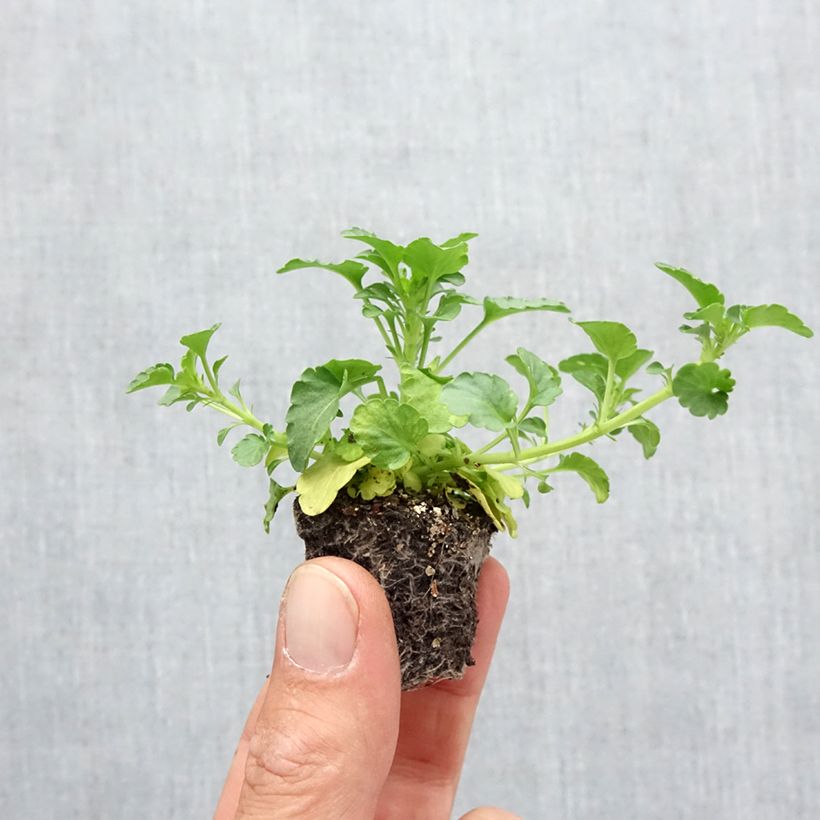 Esimerkki syksyllä toimitetusta Tarhaorvokki Ultima Radiance F1 Mix Minipaakku: 2,2 cm x 2 cm paakku 35 lokeron kasvatusalustalla-taimesta