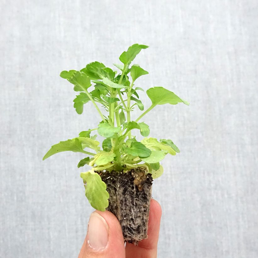 Esimerkki syksyllä toimitetusta Pensée à fleurs ondulées Frizzle Burgundy Mini-motte - Mottes de 3,8 x 3,2 cm en plaque de culture par 16 Jardimotte : motte 3,8 cm x 3,2 cm en plaque de culture par 16, Plant vert de 5 cm de haut environ-taimesta