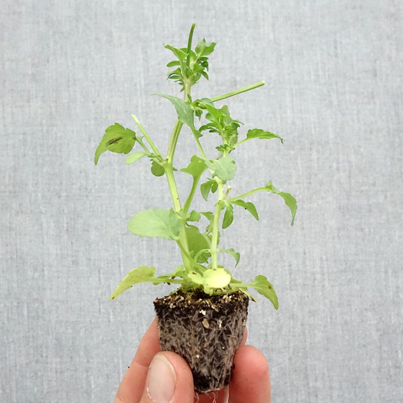 Esimerkki syksyllä toimitetusta Tarhaorvokki F1 Frizzle Lemonberry Jardimotte: 3,8 cm x 3,2 cm paakku 16 kpl:n kasvatusalustassa-taimesta