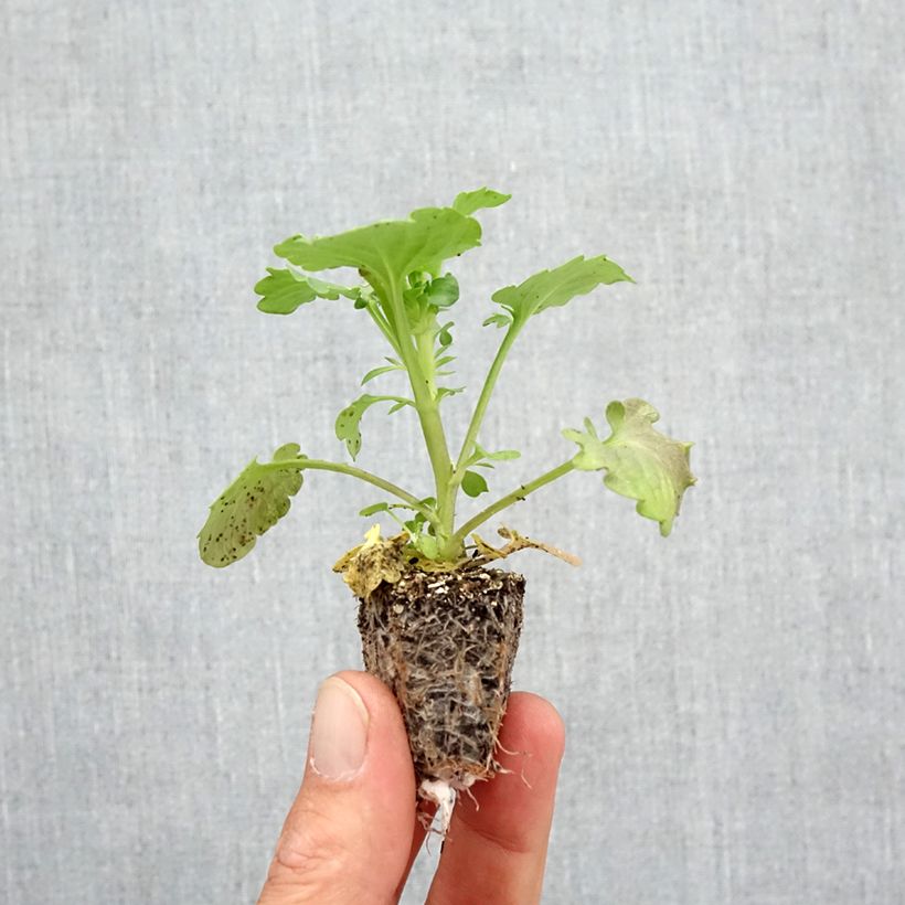 Esimerkki syksyllä toimitetusta Tarhaorvokki Frizzle F1 Orange Jardimotte: 3,8 cm x 3,2 cm paakku 16 kpl:n kasvatusalustassa-taimesta
