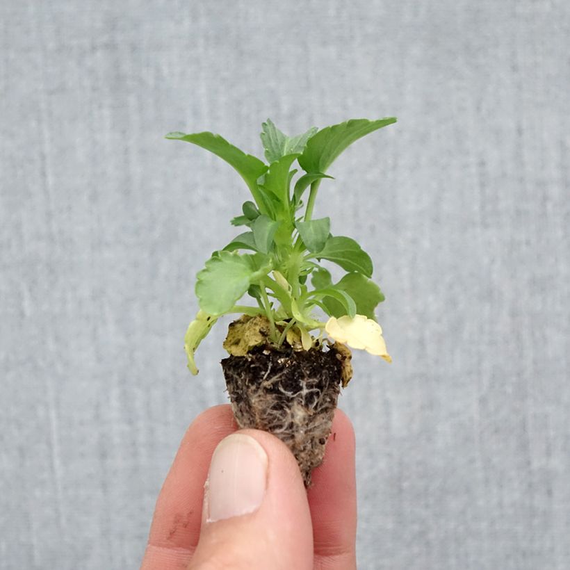Esimerkki syksyllä toimitetusta Tarhaorvokki F1 Carrera Lemon Minipaakku: 2,2 cm x 2 cm paakku 35 lokeron kasvatusalustalla-taimesta