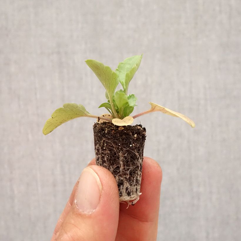 Esimerkki syksyllä toimitetusta Tarhaorvokki BIG VIOLET WHITE Minipaakku Ø 1,5/2,5 cm-taimesta