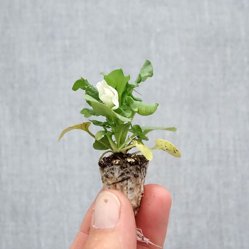Esimerkki syksyllä toimitetusta Tarhaorvokki F1 Carrera White Minipaakku: 2,2 cm x 2 cm paakku 35 lokeron kasvatusalustalla-taimesta