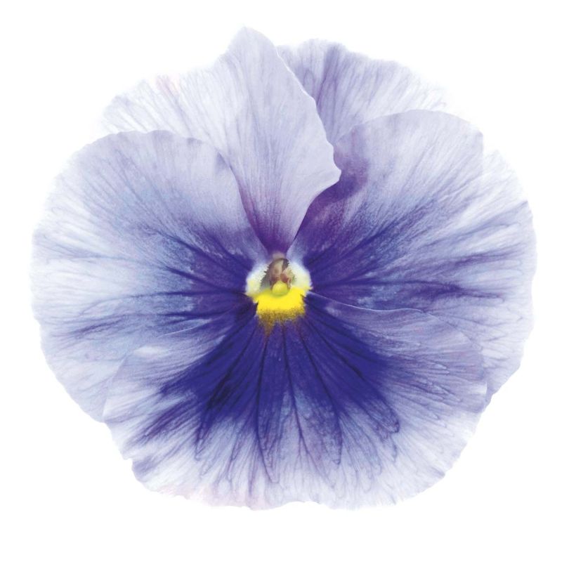 Tarhaorvokki Inspire Silver Blue (Kukinta)