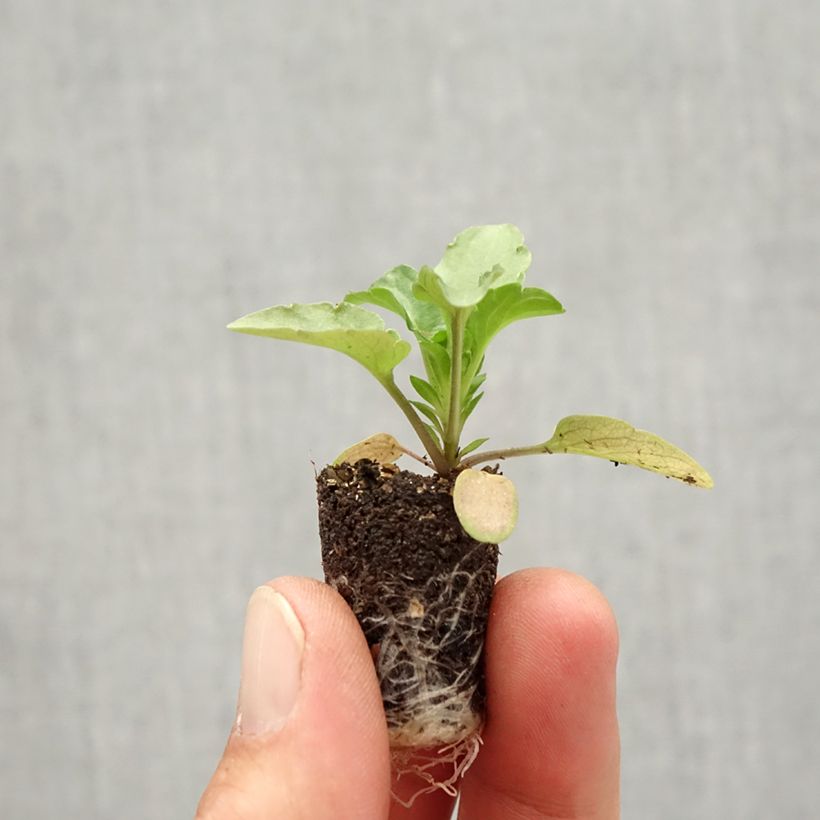 Esimerkki syksyllä toimitetusta Tarhaorvokki Matrix F1 Rose Blotch Minipaakku Ø 1,5/2,5 cm-taimesta