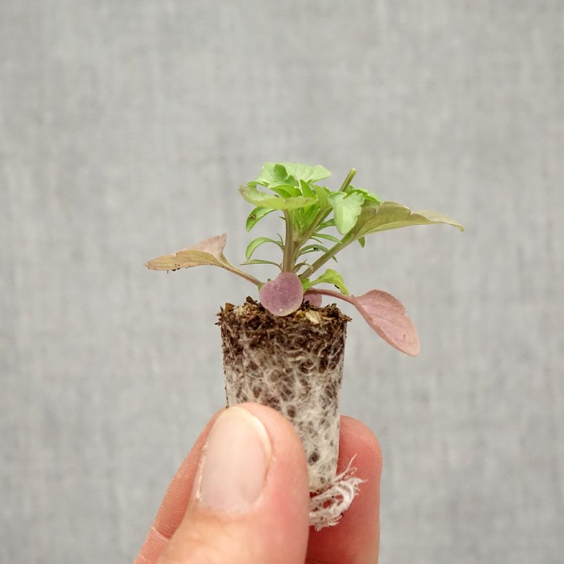 Esimerkki syksyllä toimitetusta Tarhaorvokki Cool Wave Frost Minipaakku Ø 1,5/2,5 cm-taimesta