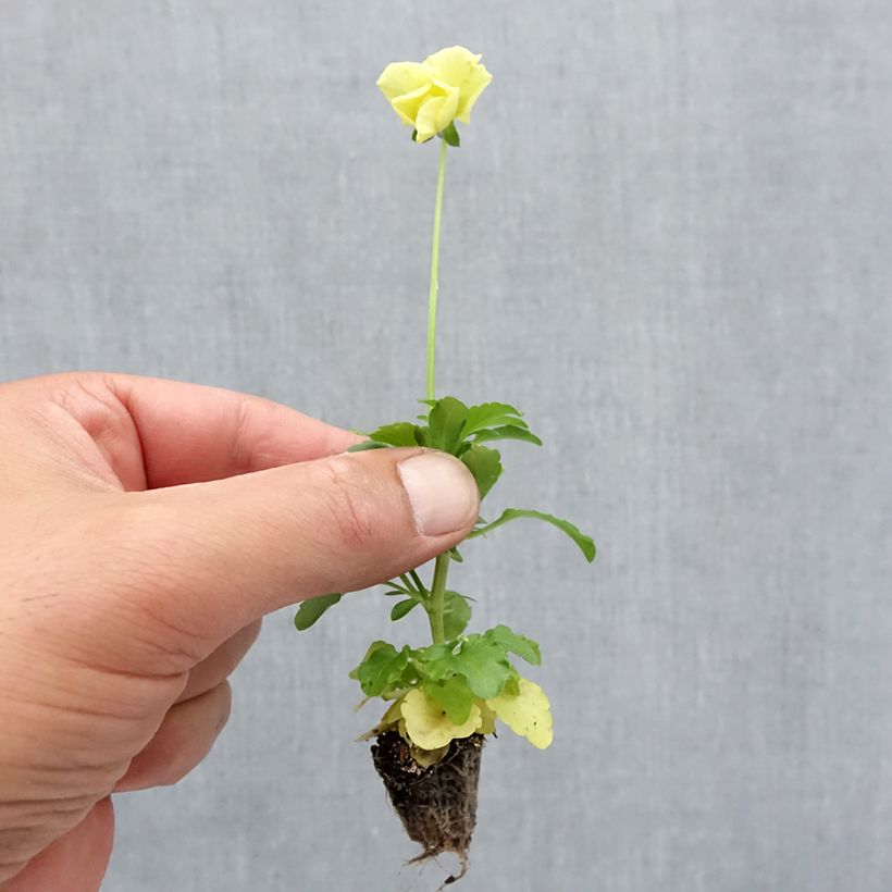 Esimerkki syksyllä toimitetusta Tarhaorvokki Cool Wave Lemon Minipaakku: 2,2 cm x 2 cm paakku 35 lokeron kasvatusalustalla-taimesta