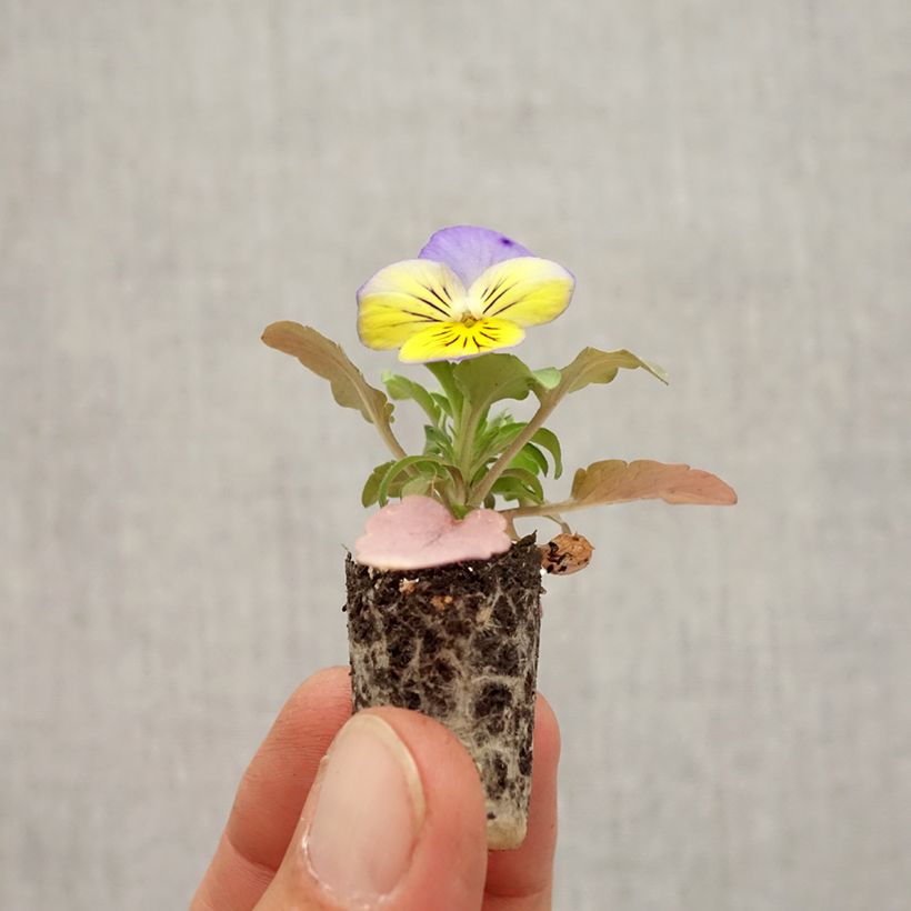 Esimerkki syksyllä toimitetusta Tarhaorvokki Cool Wave Morpho Minipaakku Ø 1,5/2,5 cm-taimesta