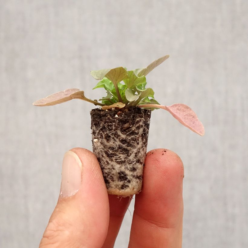 Esimerkki syksyllä toimitetusta Tarhaorvokki STRAWBERRY SWIRL Minipaakku Ø 3/4 cm-taimesta