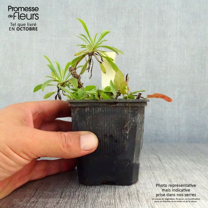 Esimerkki syksyllä toimitetusta Punapipo Coccineus 8/9 cm taimiruukku-taimesta