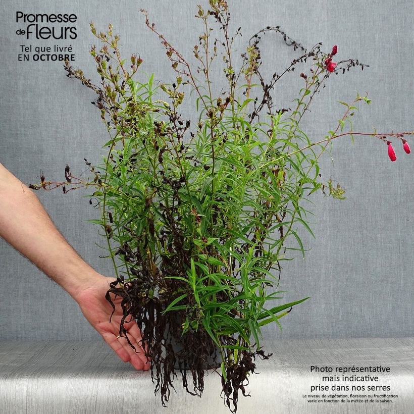 Esimerkki syksyllä toimitetusta Punapipo Coccineus 2 litran/3 litran ruukku-taimesta