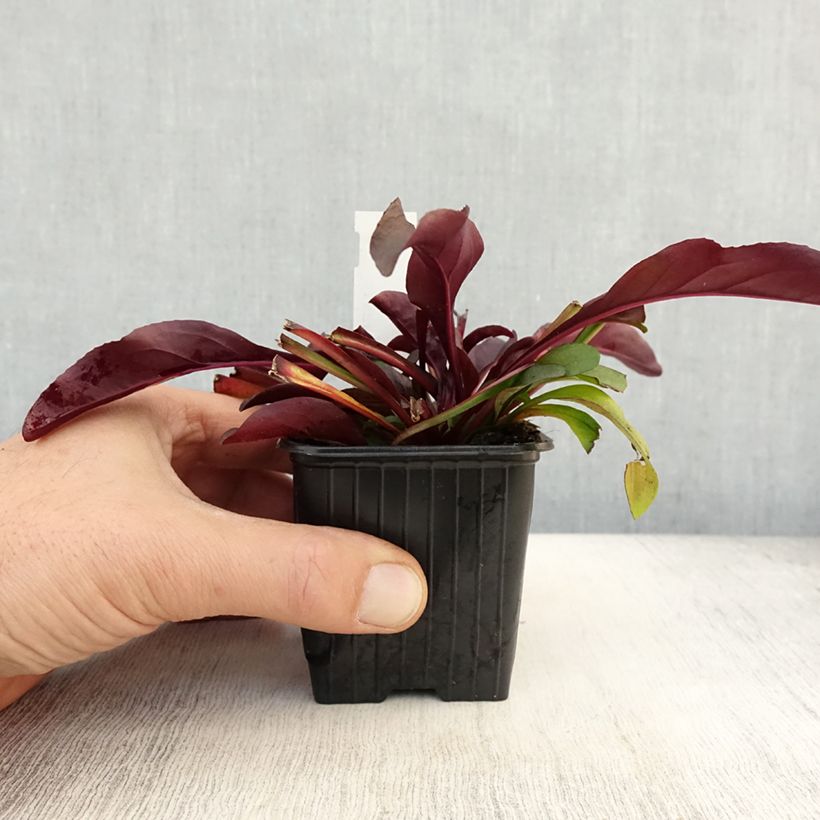 Esimerkki syksyllä toimitetusta Penstemon digitalis Dakota Burgundy Godet de 8/9 cm-taimesta